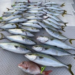 ミタチ丸 釣果