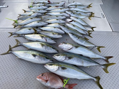 ミタチ丸 釣果