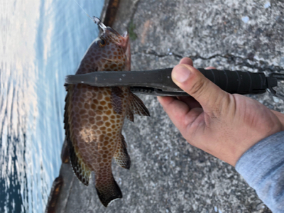 アジングと根魚