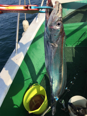 須磨沖で太刀魚釣り