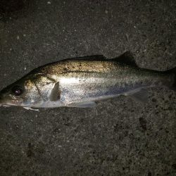 夜練釣行