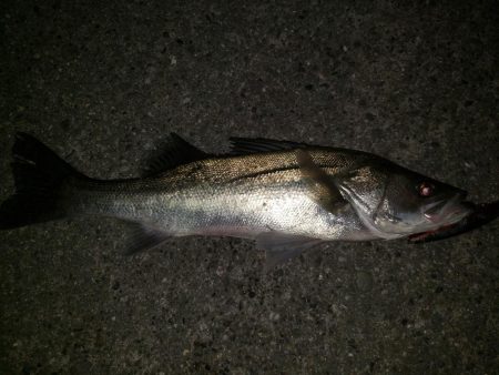 夜練釣行