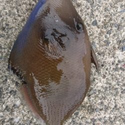 この魚は何？