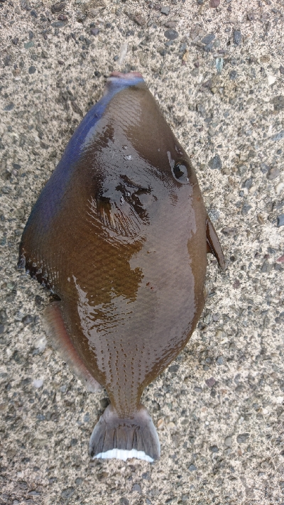 この魚は何？