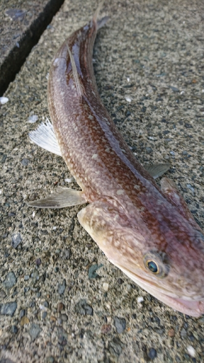 狙い通りのストリームデーモンフィッシュ 鹿児島 阿久根港 シーバス エソ 陸っぱり 釣り 魚釣り 釣果情報サイト カンパリ