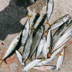 久しぶりの釣り