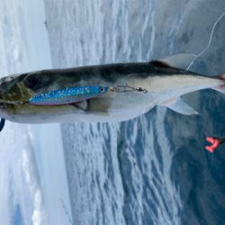 久しぶりの熊野沖でボート釣行