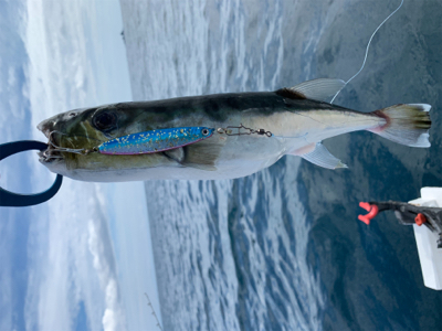 久しぶりの熊野沖でボート釣行