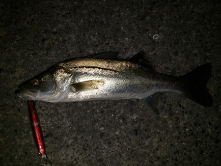 夜練釣行