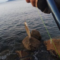 苅屋海岸のキス釣り