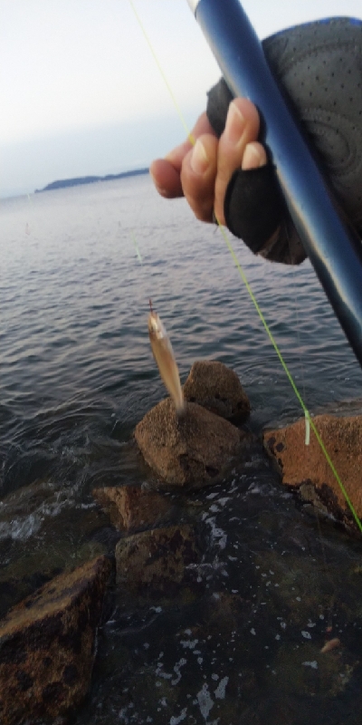 苅屋海岸のキス釣り