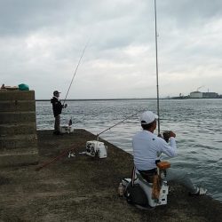 雨の播磨新島へキス調査　