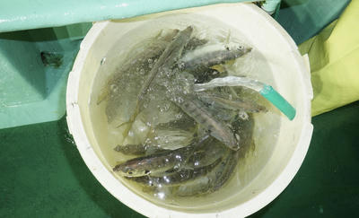 恵陽丸 釣果