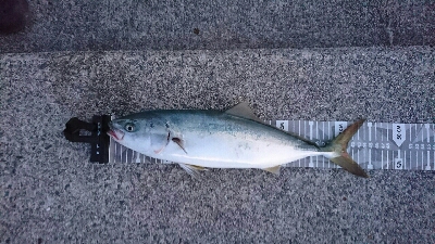 青物リベンジ釣行 in 淡路島>゜)))彡