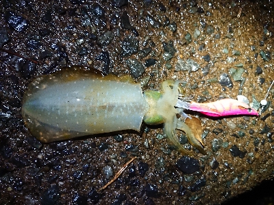 朝マヅメ狙いエギング