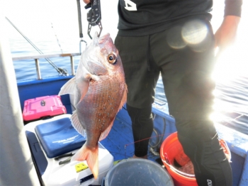 鯛紅丸 釣果