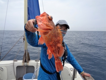 鯛紅丸 釣果