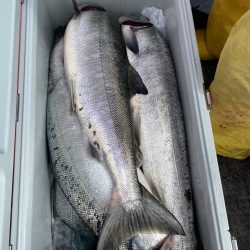 北海道 サケ ジギング船 釣り船 釣果情報サイト カンパリ