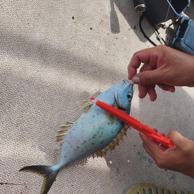 本部釣りイカダ 釣果