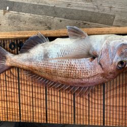 幸吉丸 釣果