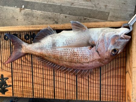 幸吉丸 釣果