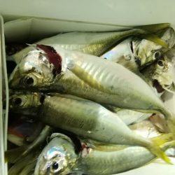 松福丸 釣果