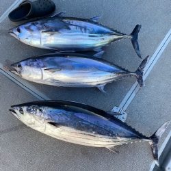 へいみつ丸 釣果