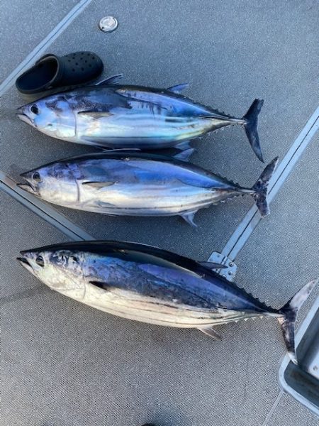 へいみつ丸 釣果