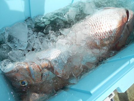 こうゆう丸 釣果