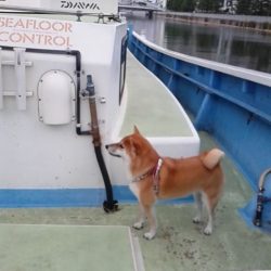 さわ浦丸 釣果