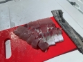 オーシャンキッズ 釣果