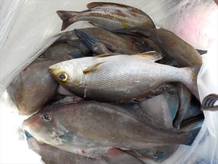 ＨＡＲＵＫＡ丸　はるかまる 釣果