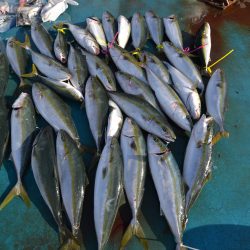 アジアマリンサービス 釣果