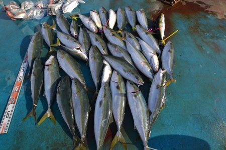 アジアマリンサービス 釣果