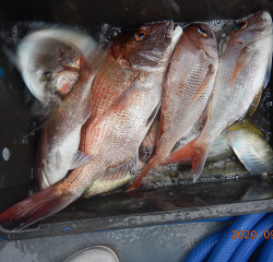 作十丸 釣果