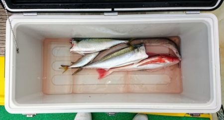 火遠理丸（ほおりまる） 釣果