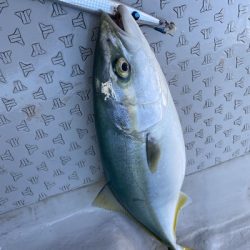 ミタチ丸 釣果