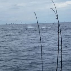 へいみつ丸 釣果