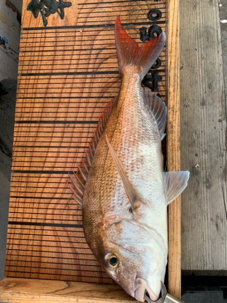 幸吉丸 釣果