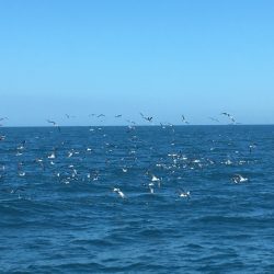 松鶴丸 釣果