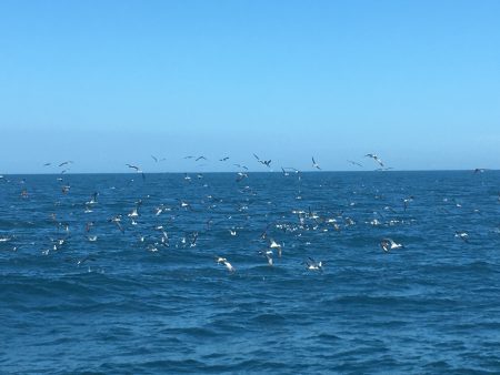 松鶴丸 釣果