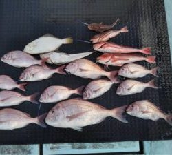 東京湾探釣隊ぼっち 釣果