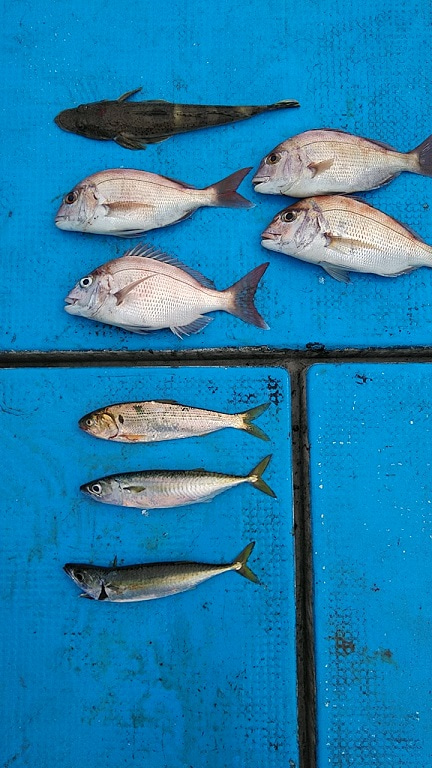 フィッシングガイド りょう 釣果