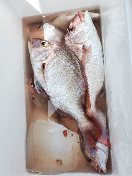 富士丸 釣果