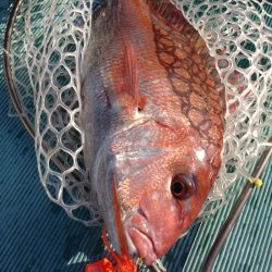 鷹王丸 釣果