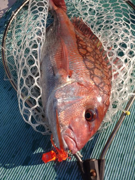 鷹王丸 釣果