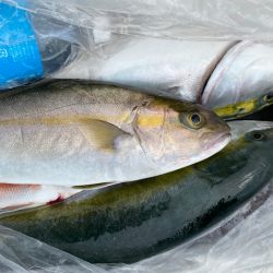 龍神丸（鹿児島） 釣果