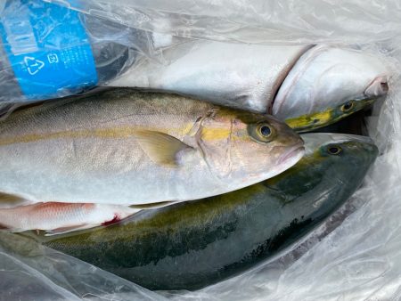 龍神丸（鹿児島） 釣果