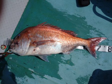 鷹王丸 釣果