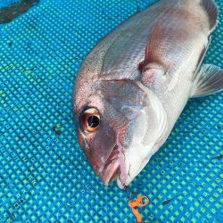 太平丸 釣果